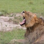 The King of the Jungle