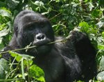 Adult Silverback